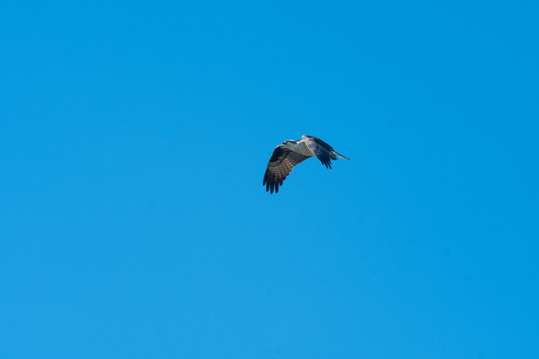 Osprey flies over Bethany Beach Nature Center